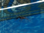 spider in pool
